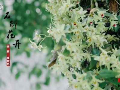 高安/景钰然《石斛花开》官方原版MV